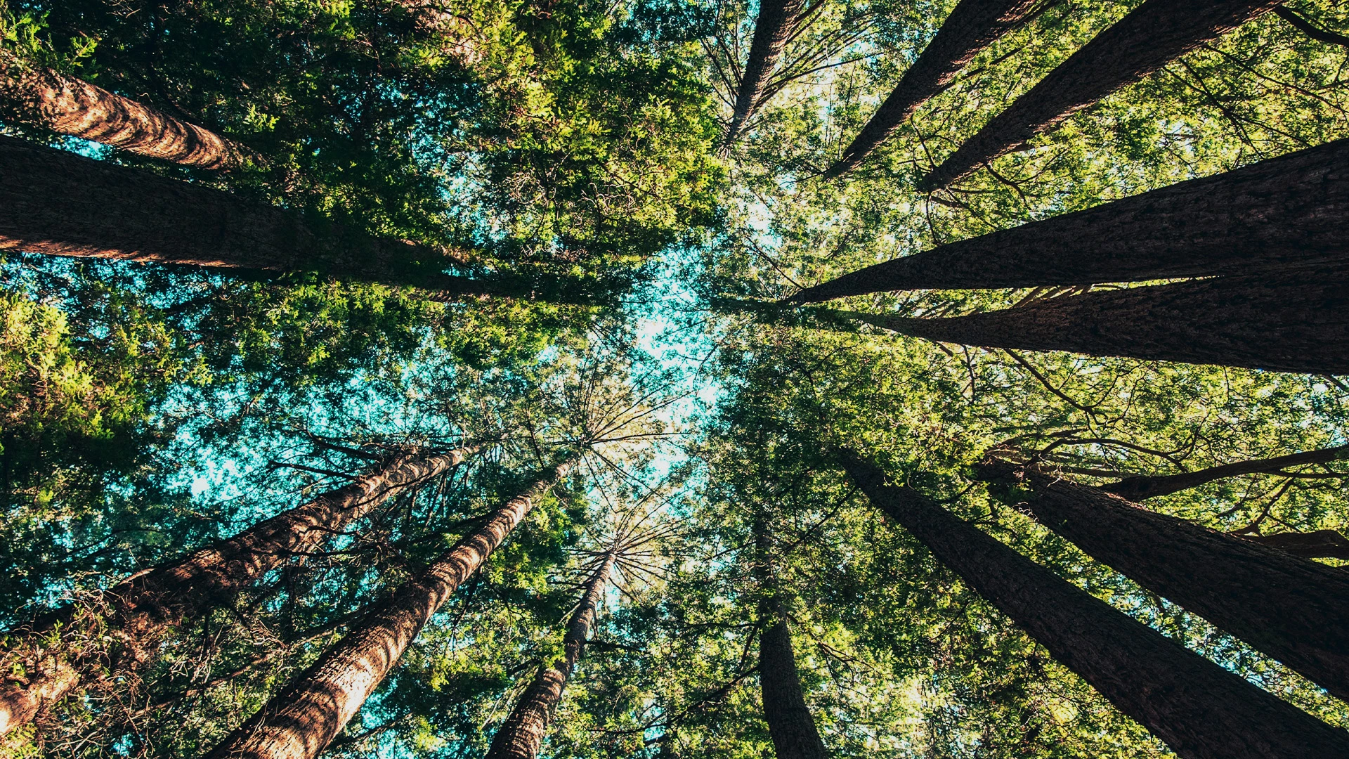 Looking up into a tall forest canopy