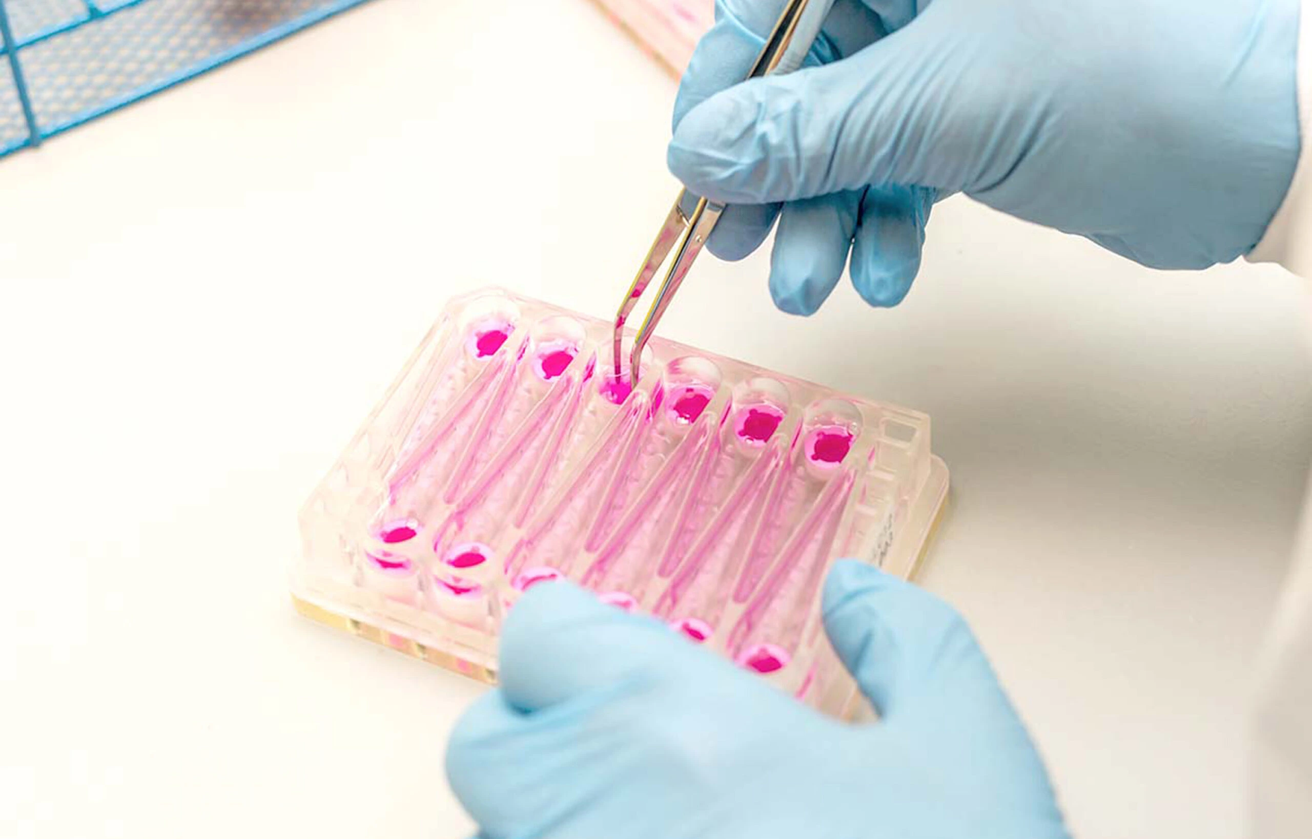 CN Bio scientist's gloved hands handling an organ-on-chip plate