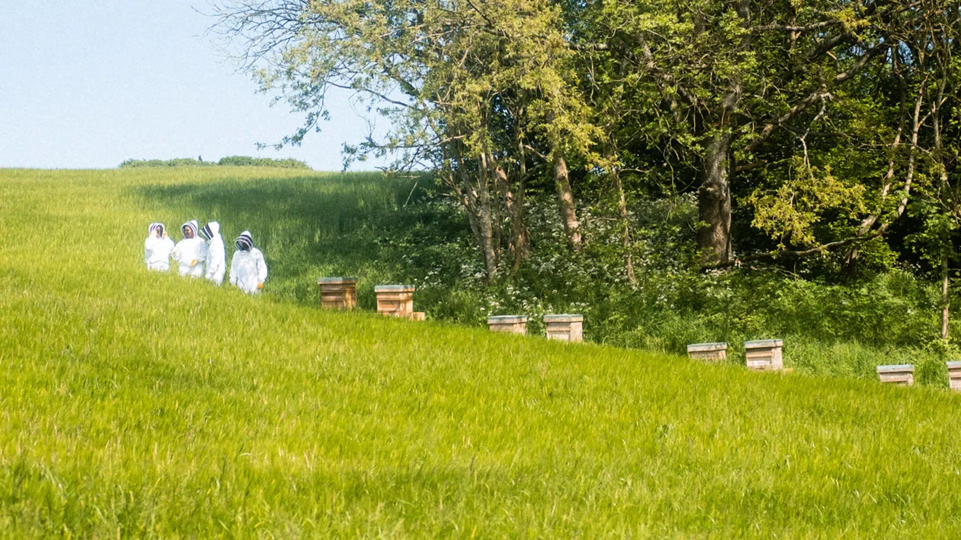 Beekeepers in white suits tending hives in a meadow