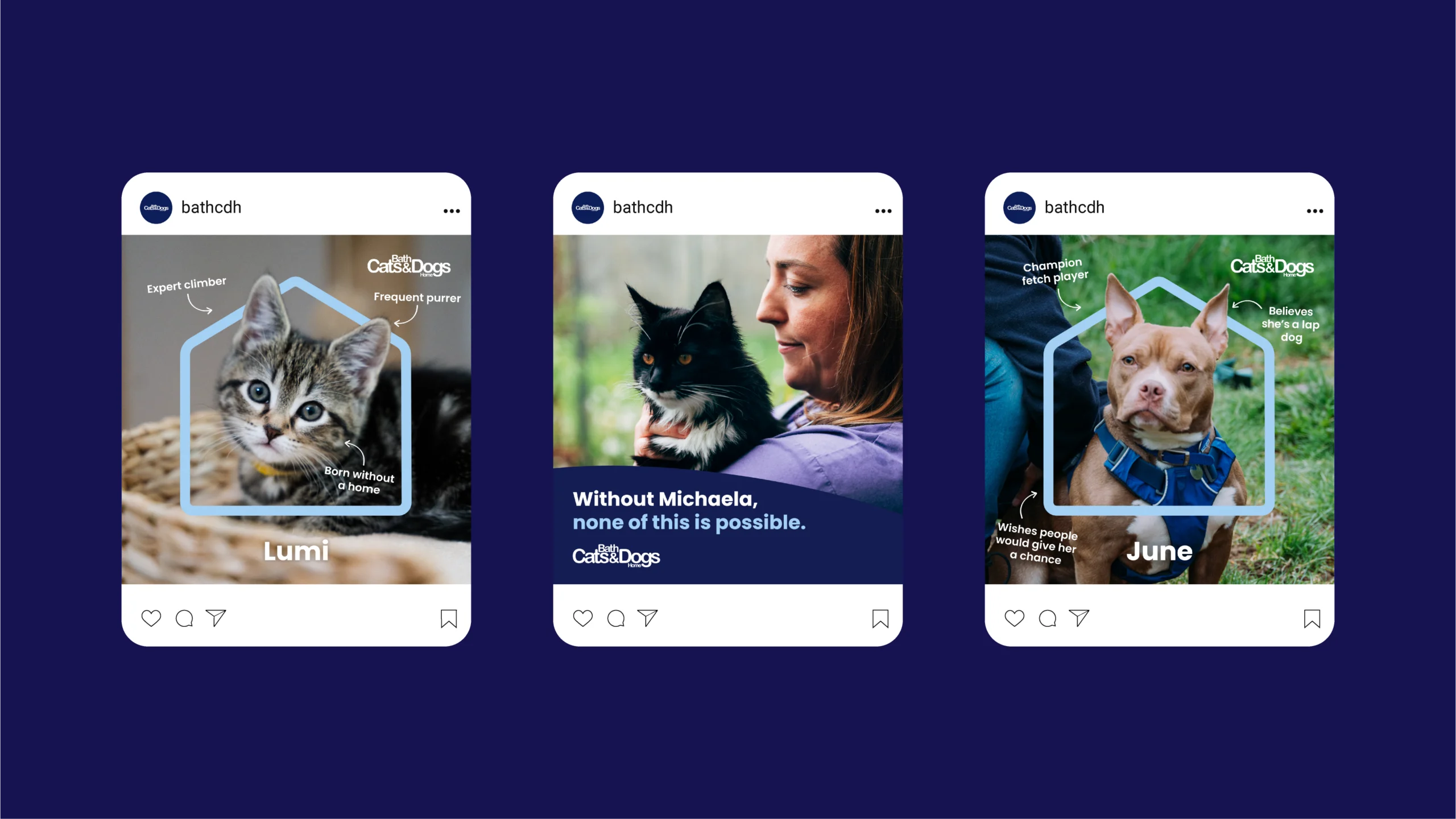 Social media posts featuring pet cats