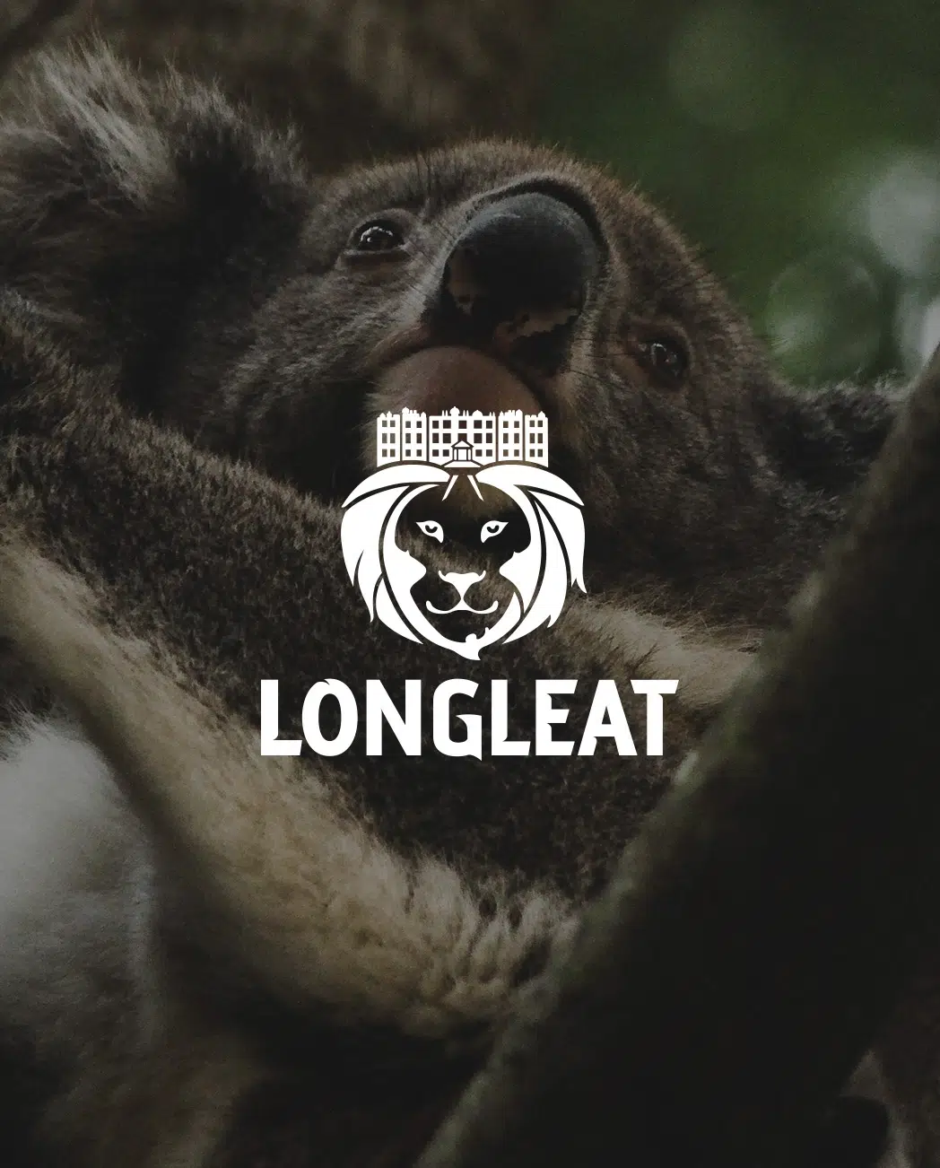 Longleat logo over a close-up of a koala