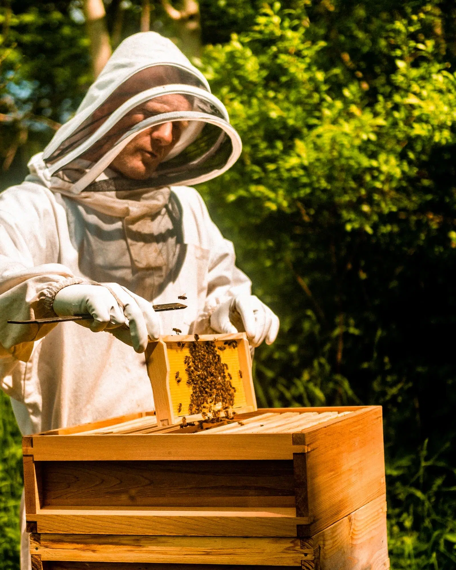 Beekeeper in a protective suit inspecting a honeycomb frame